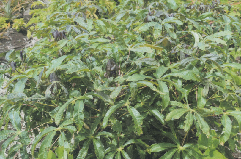 Cover photo for Agroecología