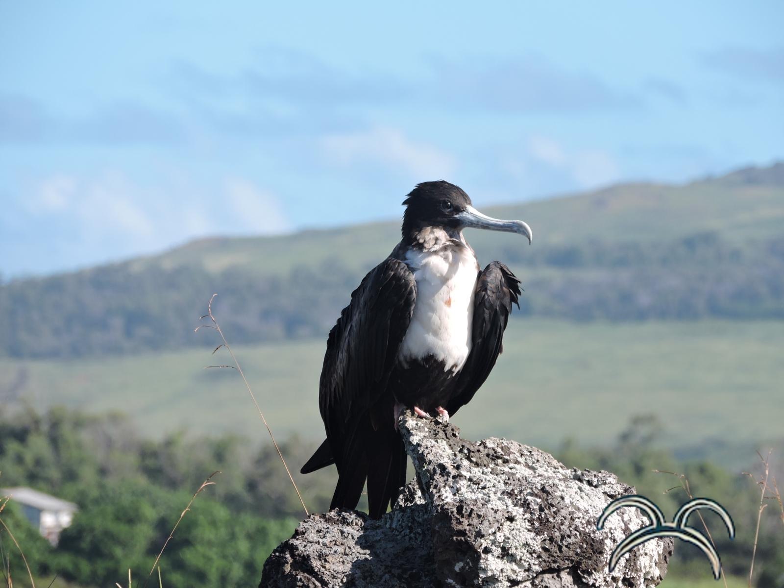 Cover photo for Aves de Rapa Nui